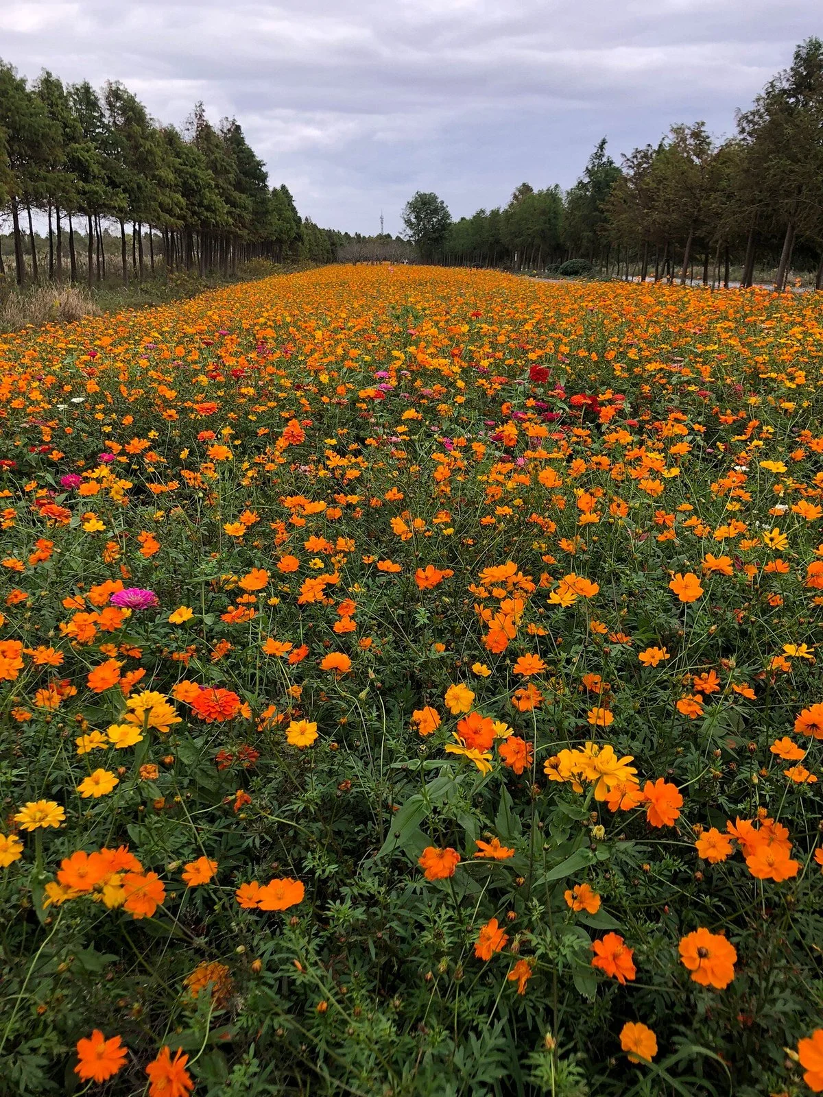 Chongming Dongtan Birds National Nature Reserve