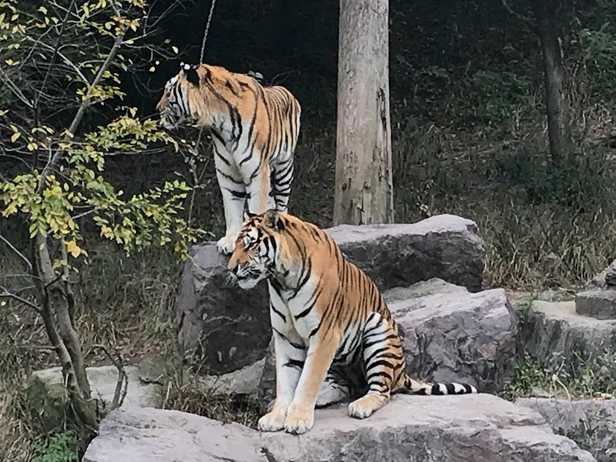 Ningbo Zoo