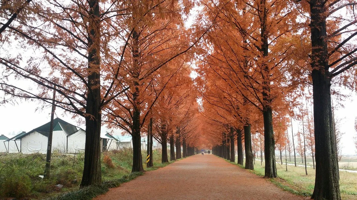 Damyang Metasequoia Road