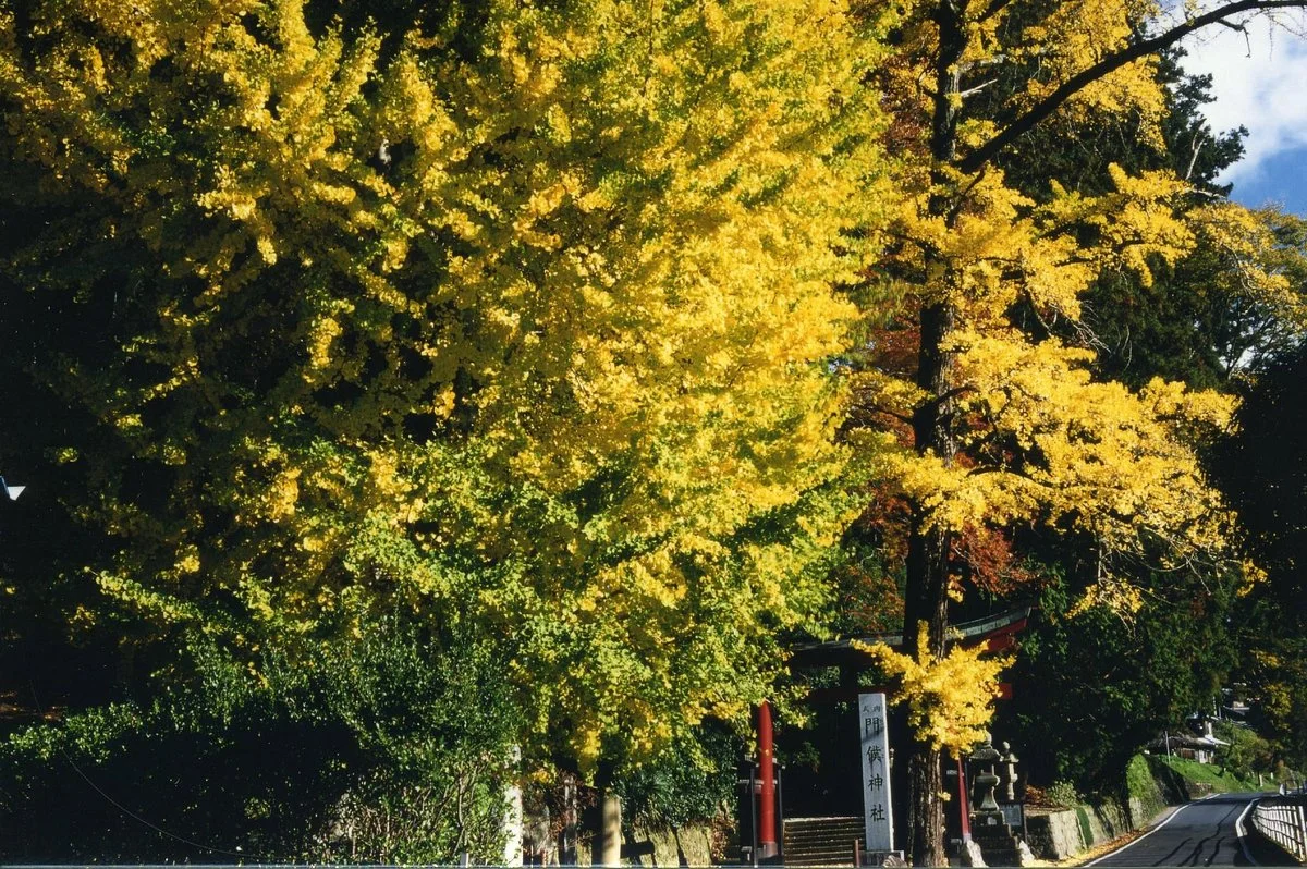 Kadofusa Shrine