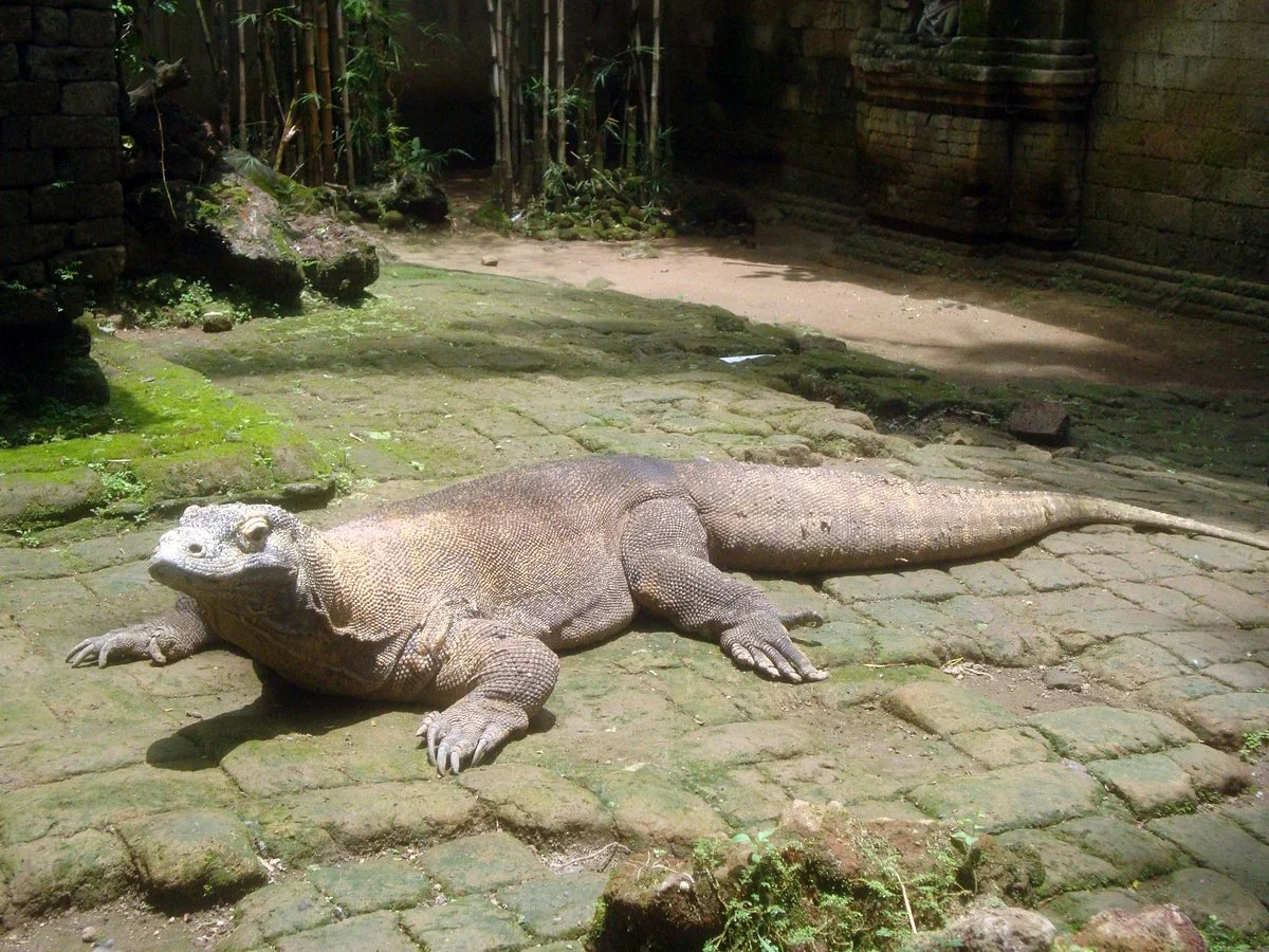 Crocodile and Reptile Indonesia Jaya Park