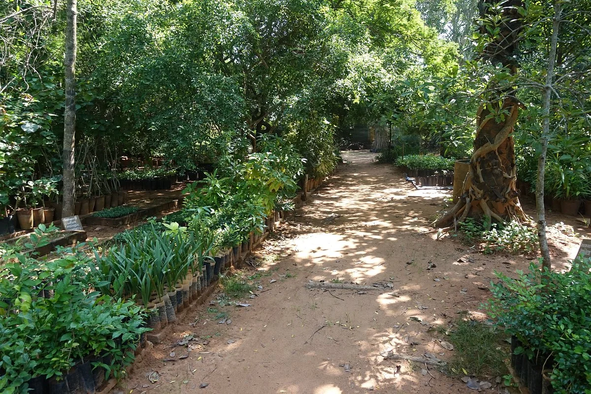 Pitchandikulam Forest