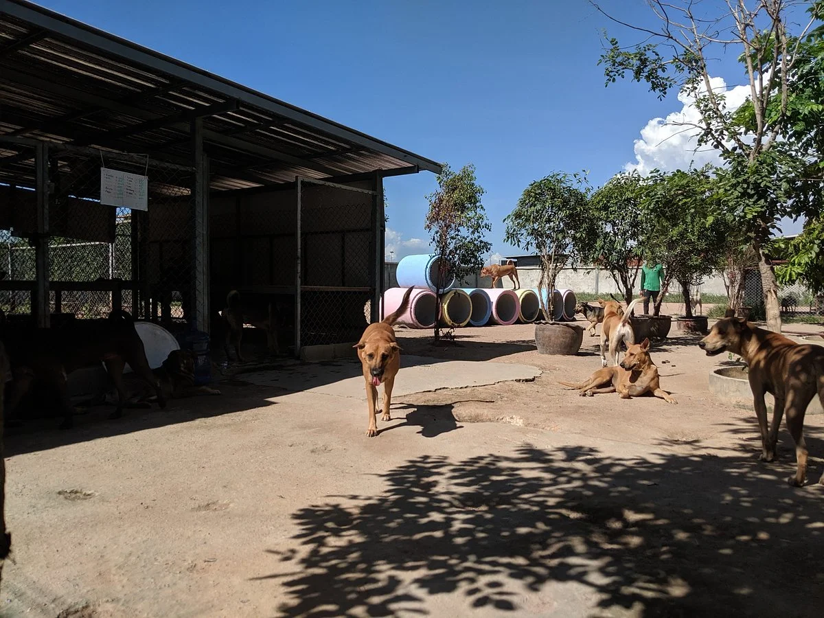 Hope For Strays Foundation