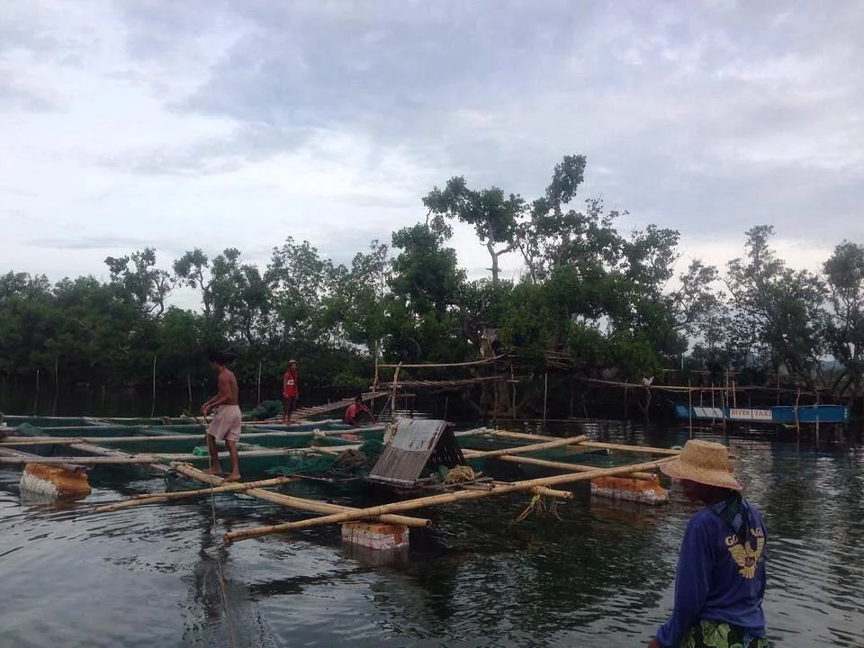 Culajao Mangrove Eco Park