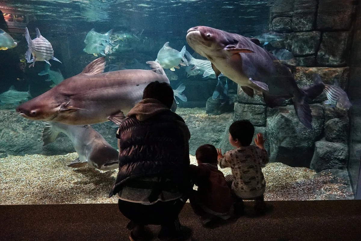 World Fresh Water Aquarium Aquatotto Gifu