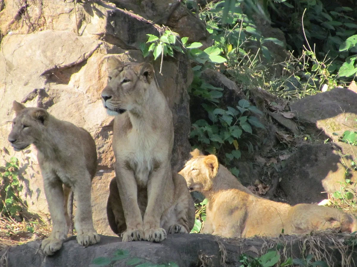 Assam State Zoo and Botanical Garden