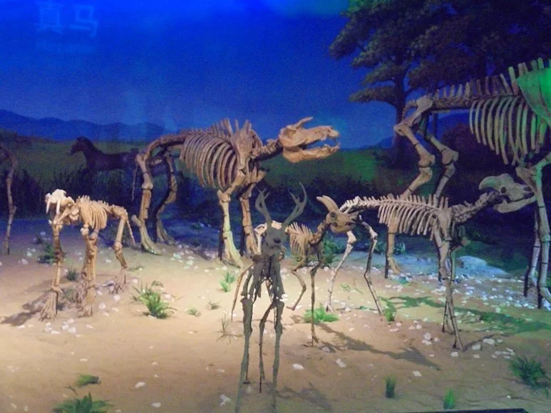 Anhui Province Geological Museum