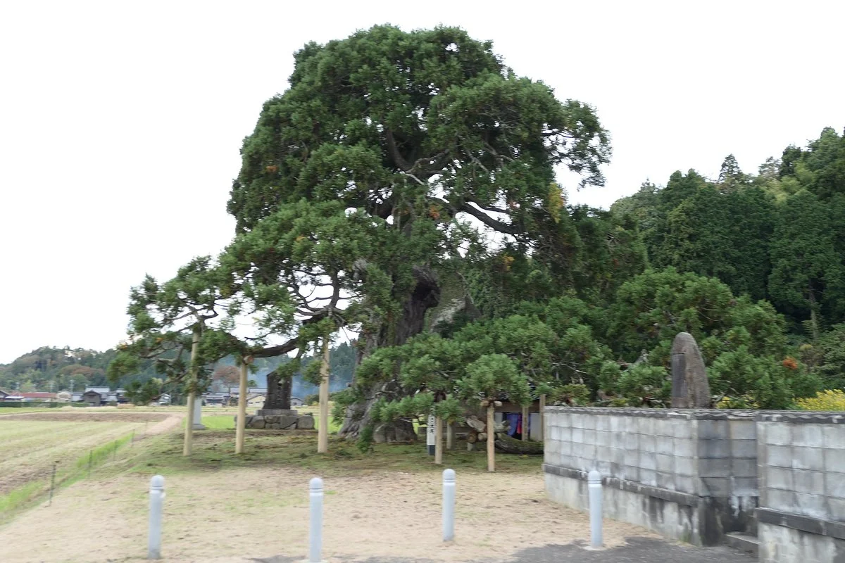 Sakasasugi