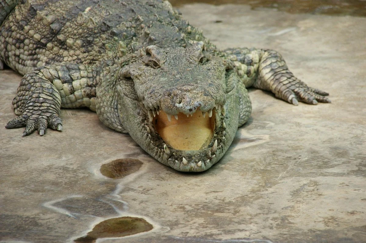 Samui Crocodile Farm