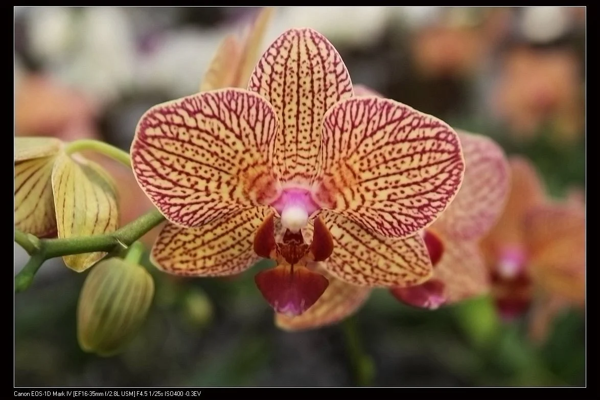 Jinche Orchids Park