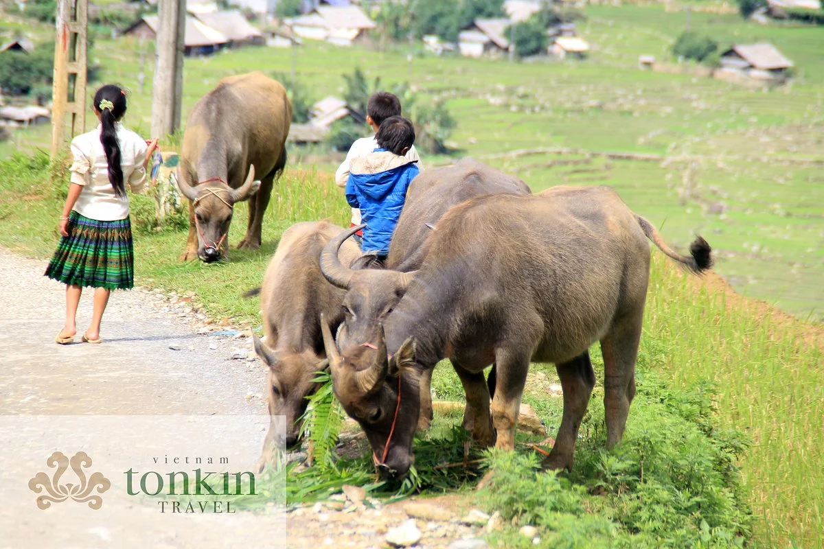 Vietnam Tonkin Travel