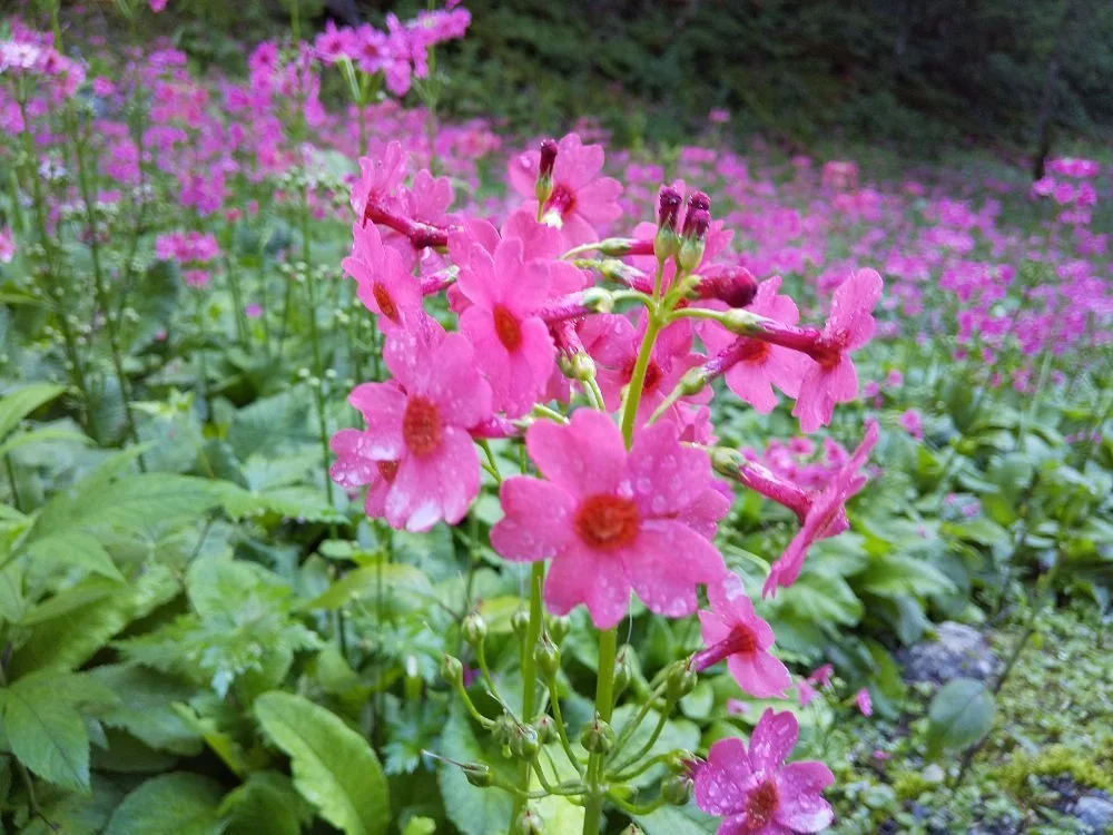 Kitazawa Pass