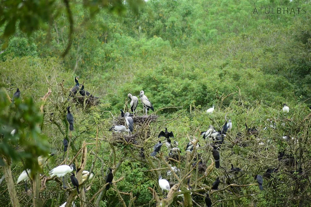 Gudavi Bird Sanctuary