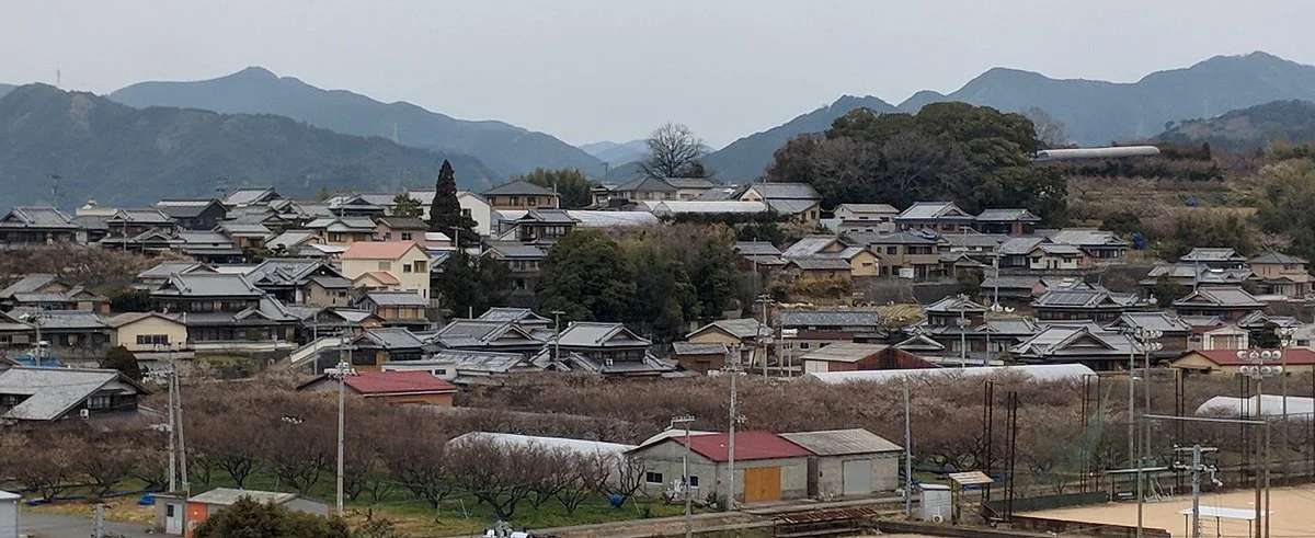 Minabe Plum Forest