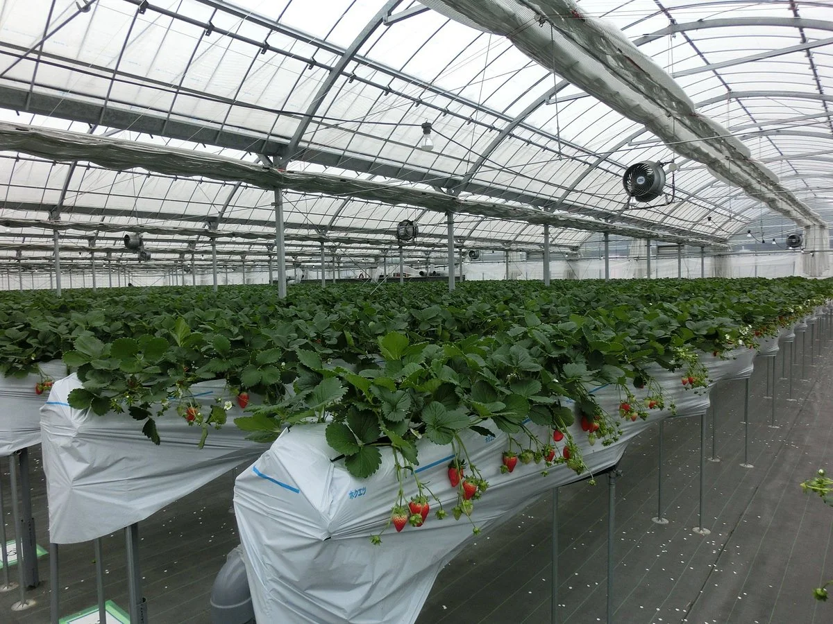 Nagashima Farm