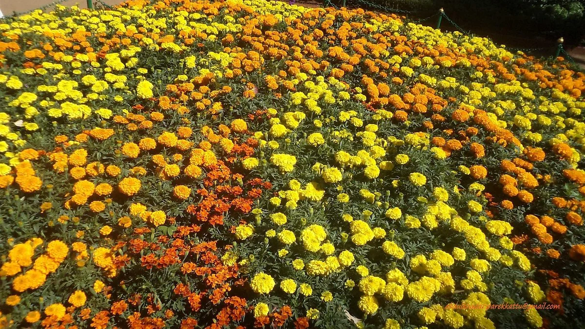 Deer Park, Ooty