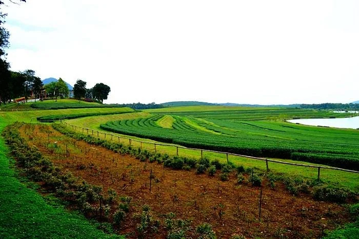 Boon Rawd Farm (Singha Park)