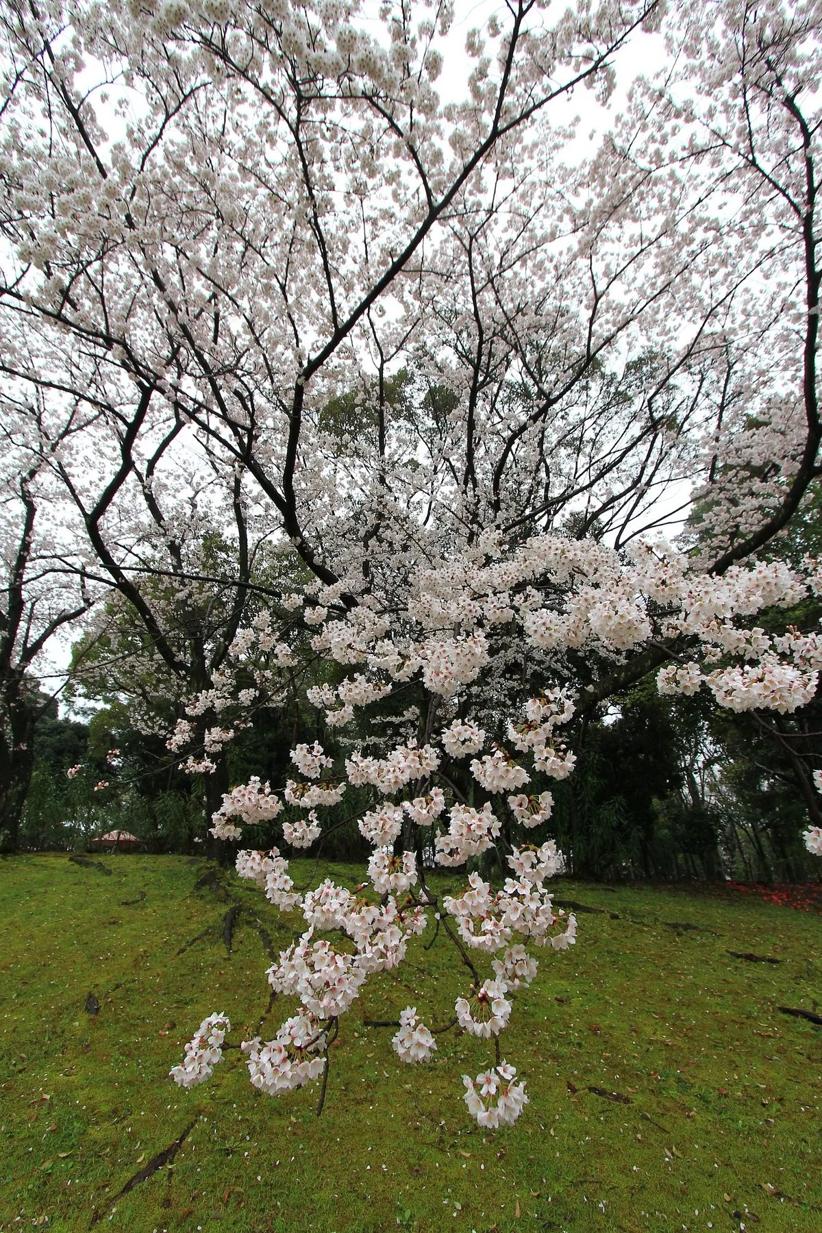 Hidaka Park