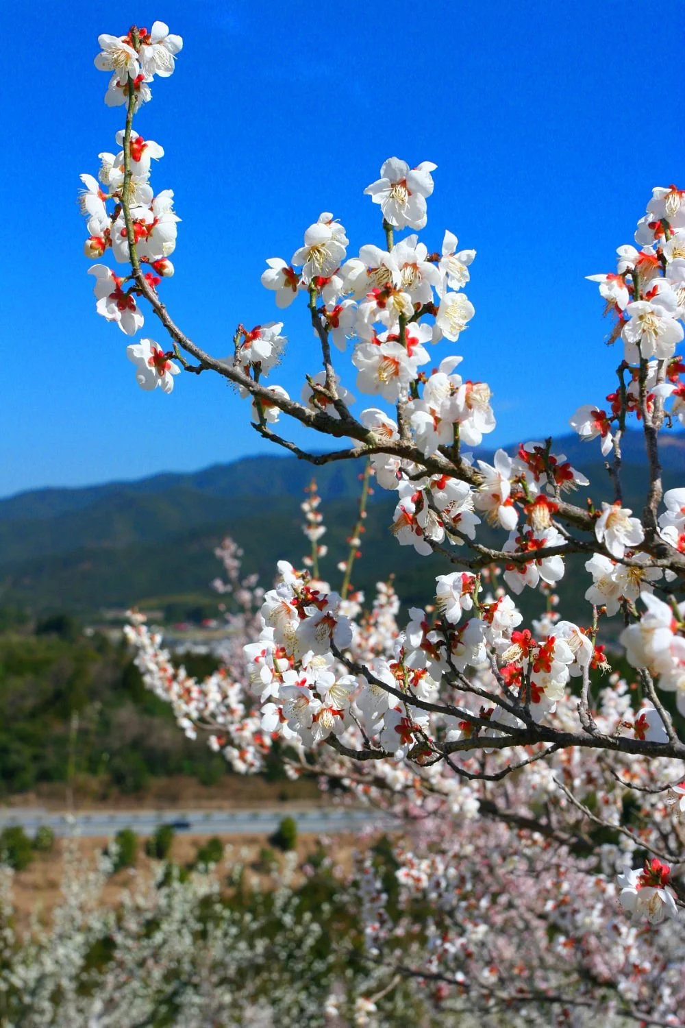 Hitoyoshi Plum Garden