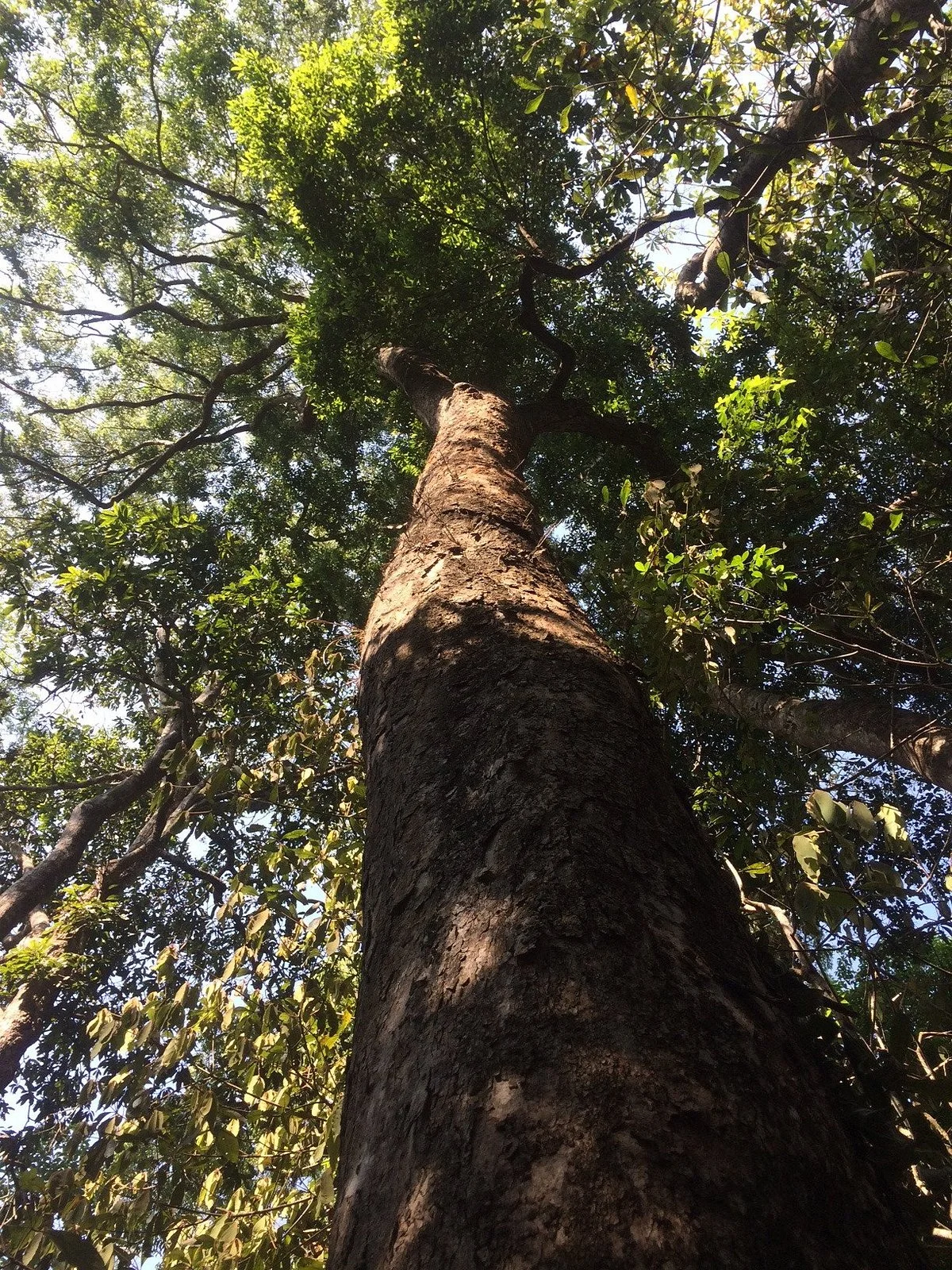 Topical Rainforest Ecological Camp