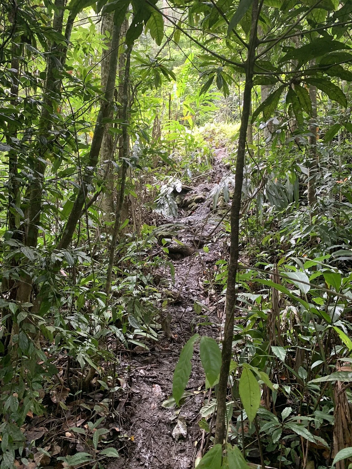 Tambunan Rafflesia Reserve