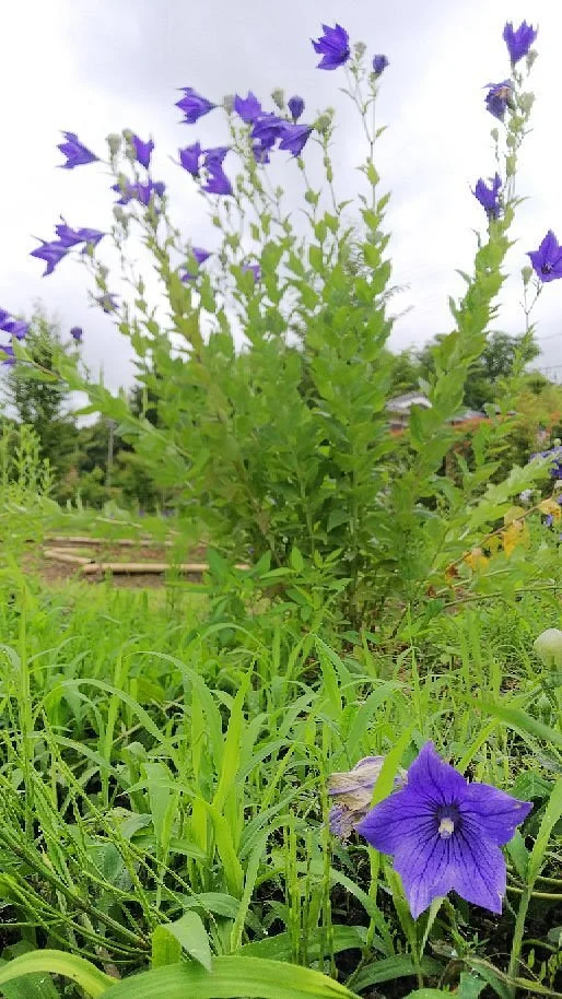 Kikyo no Sato