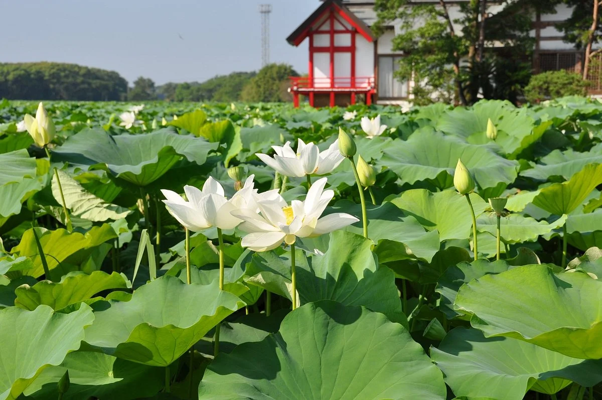 Komizugaike Pond