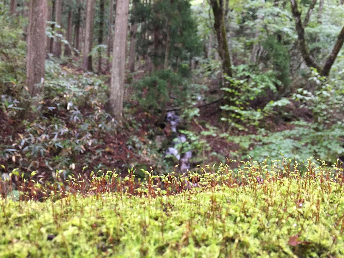 Wakasugi Natural Forest