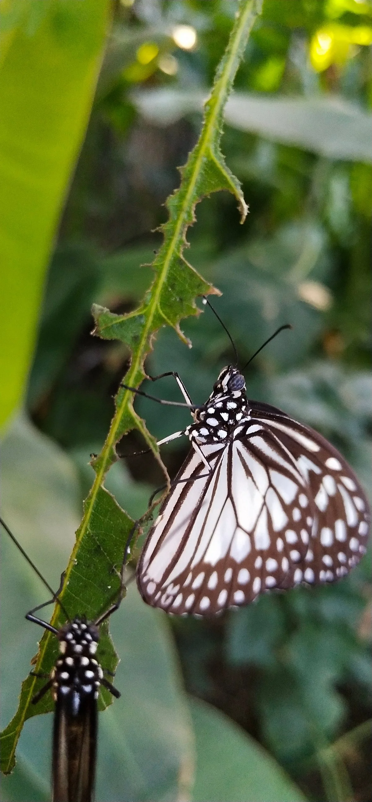 Balitopia Butterfly Park