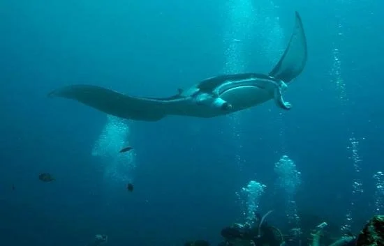 Manta Point