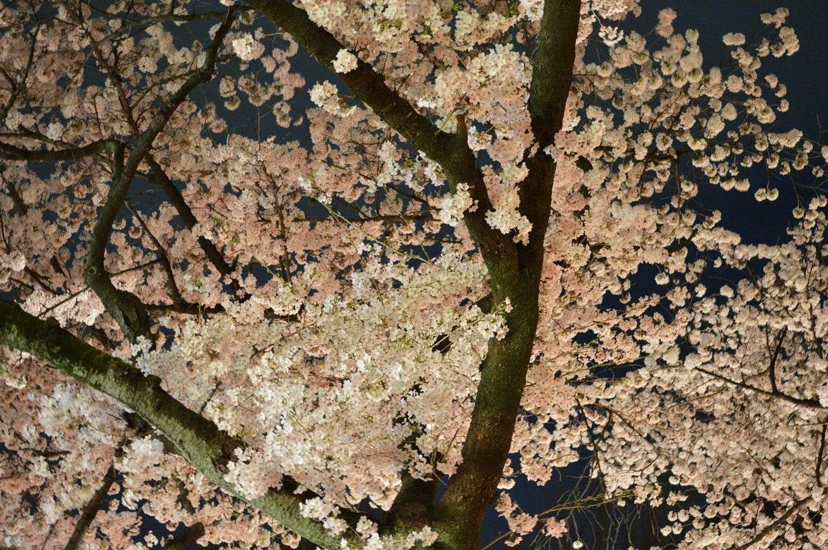 Fujimori Park