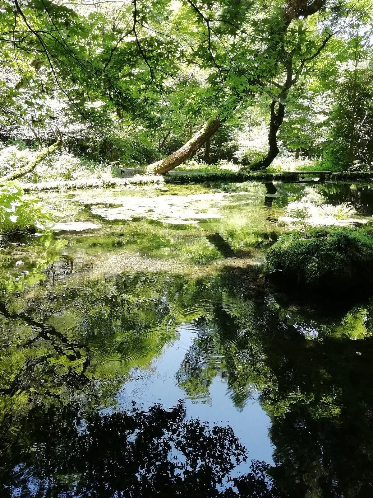 Yamabuki Spring