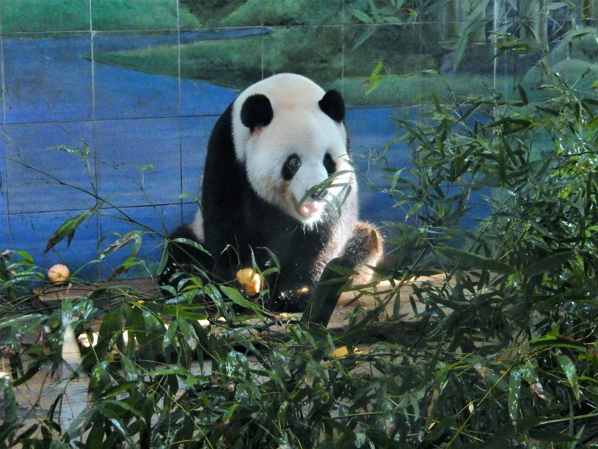 Wuhan Zoo