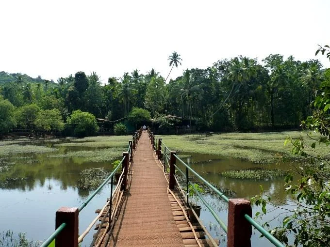 Tropical Spice Plantation