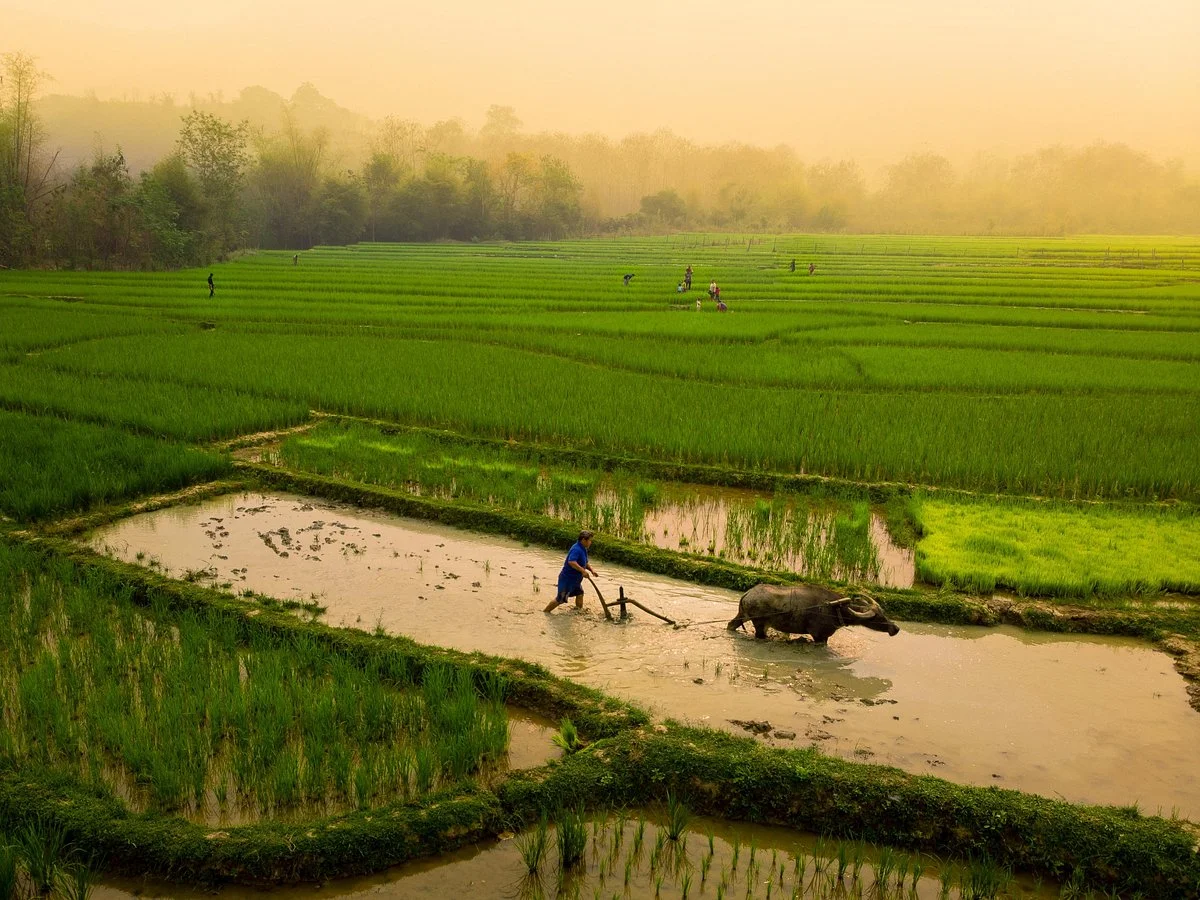Lee 7 Farm