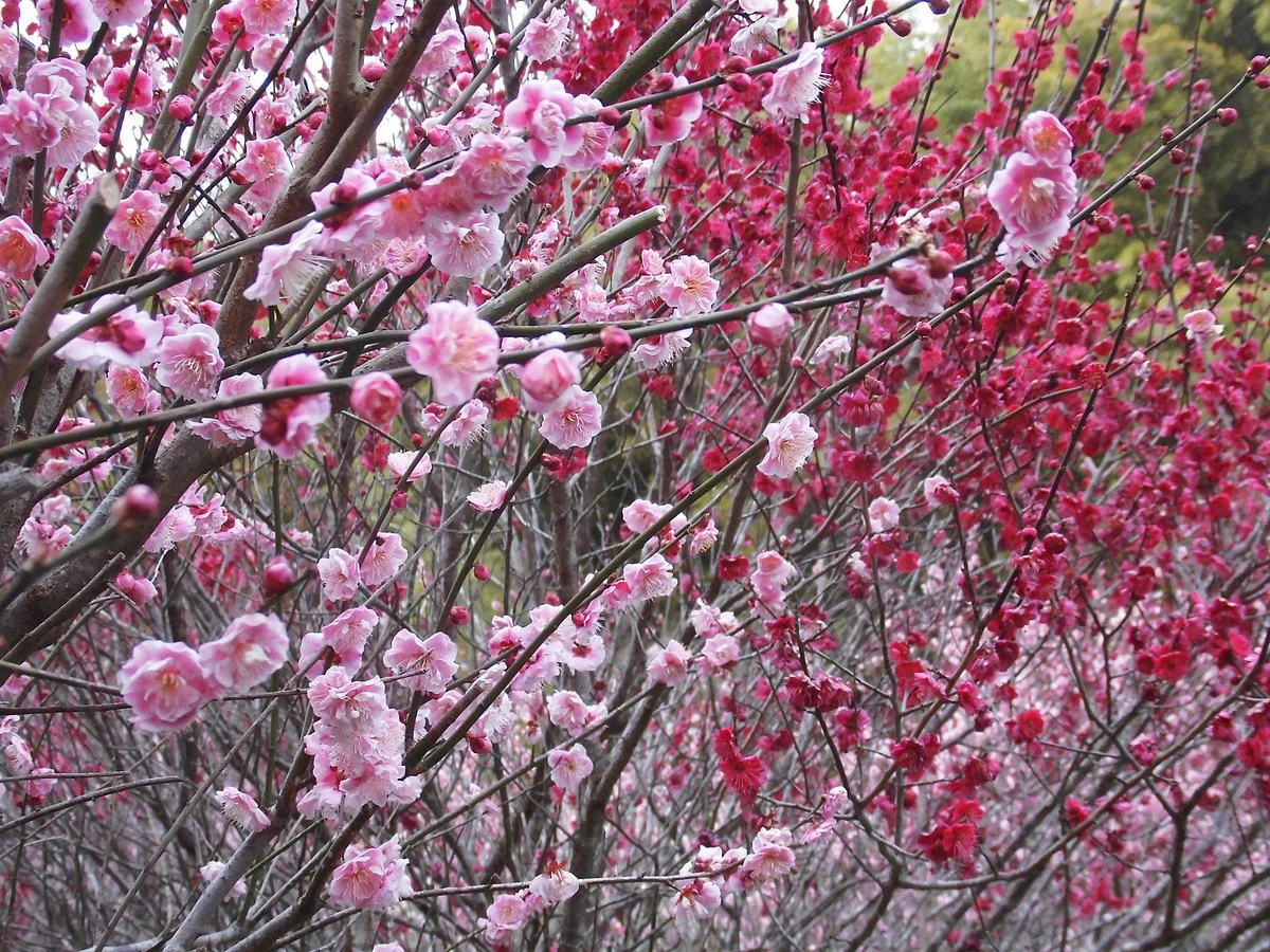 Shirakidani Plum Grove