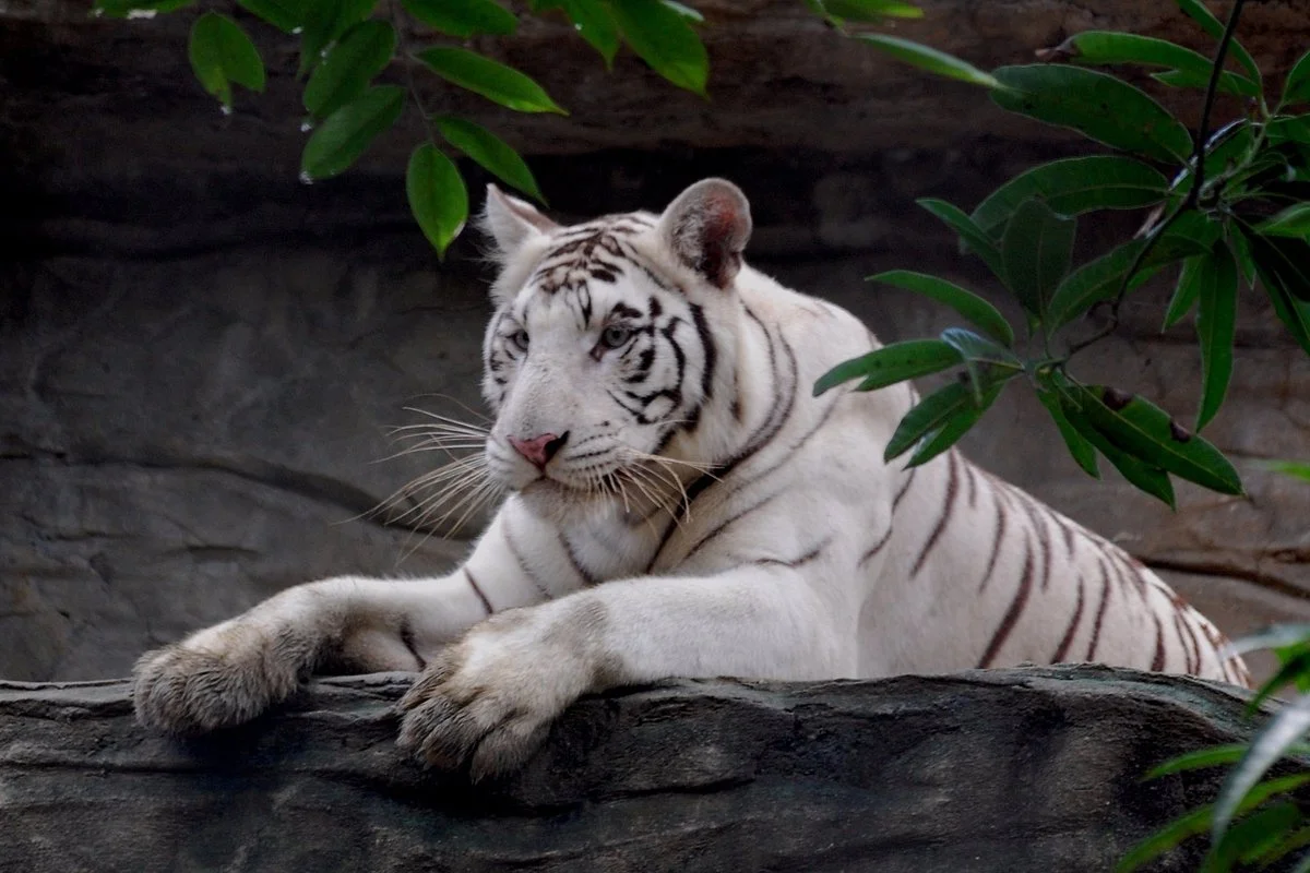 Avilon Zoo
