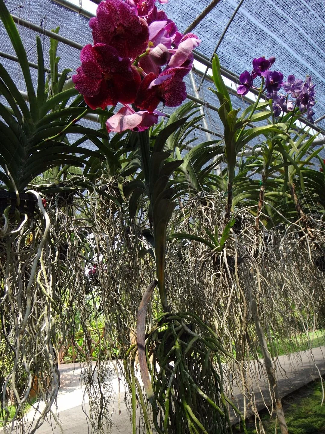 Mae Ram Orchid