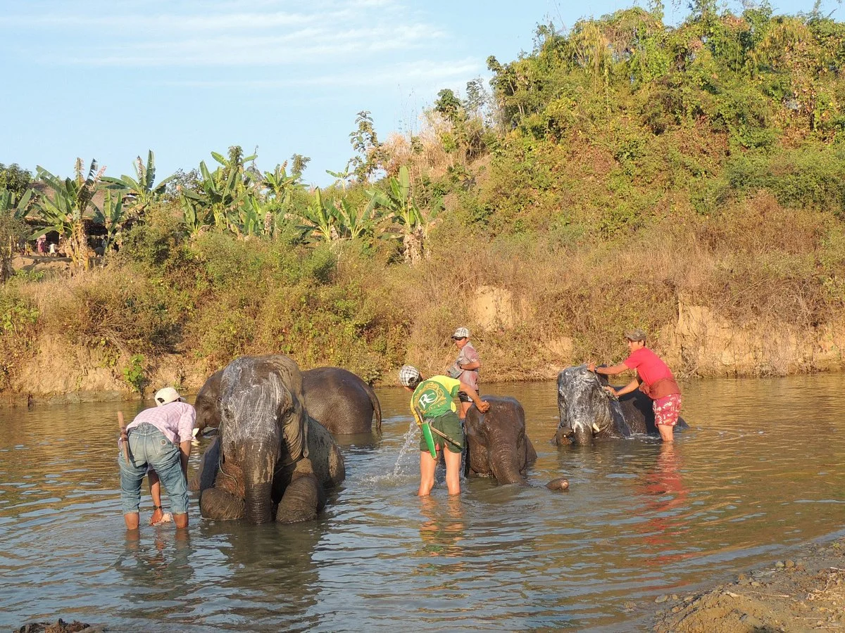 Winga Baw Elephant Camp