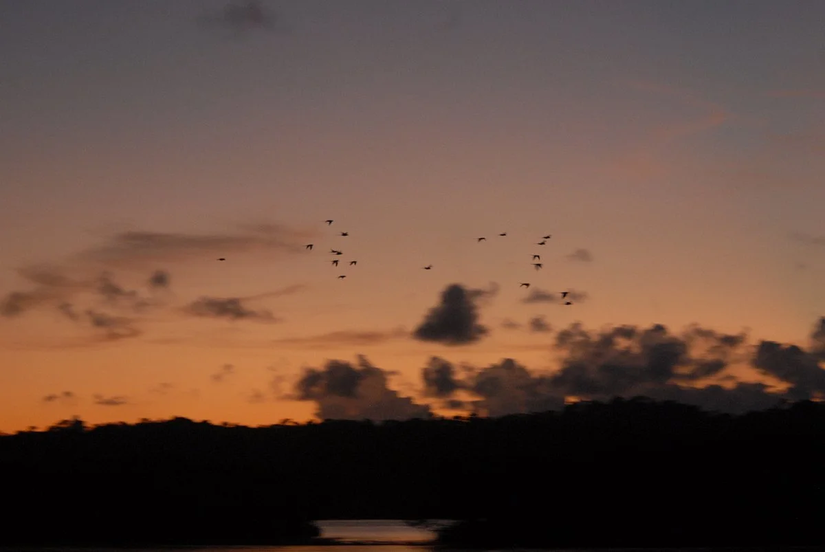 Parrot Island