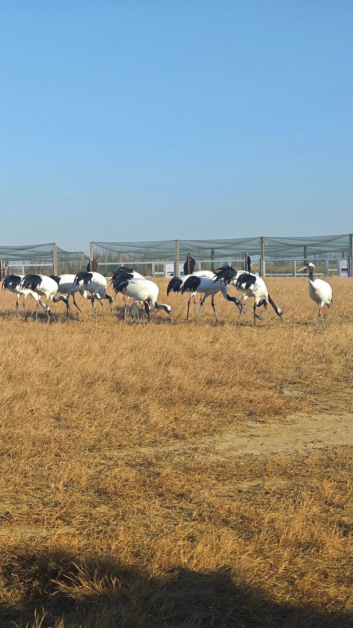 National Rare Bird Reserve