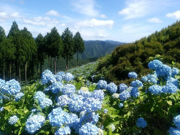 Hanazono Ajisaien