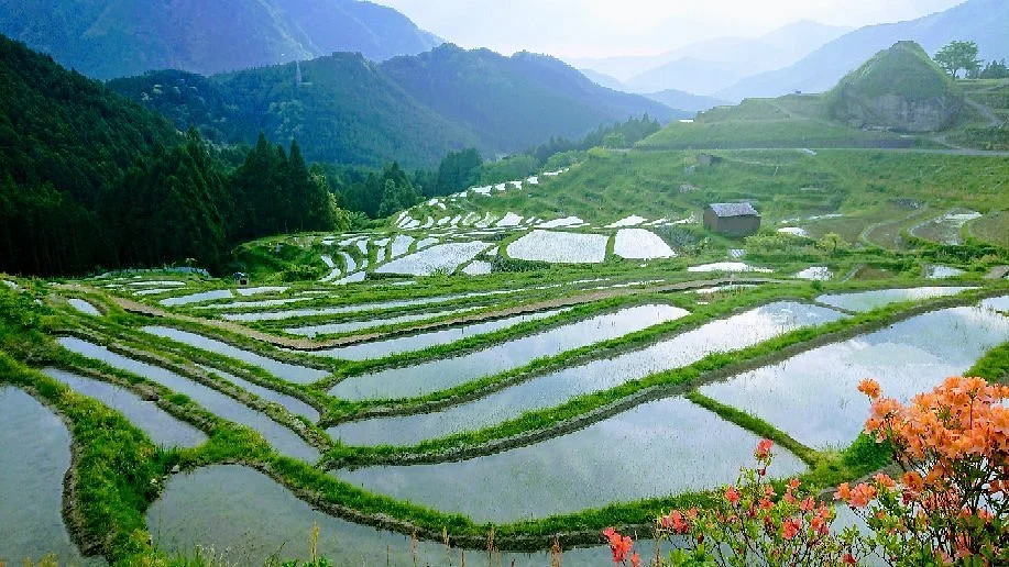 Maruyama Senmai Rice Field