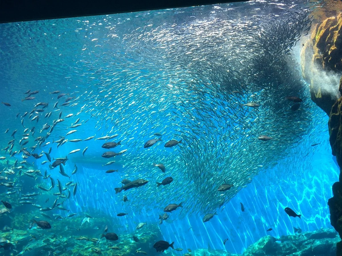 Sendai Uminomori Aquarium