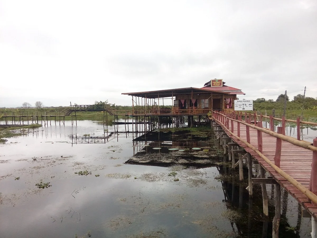 Lotus Garden
