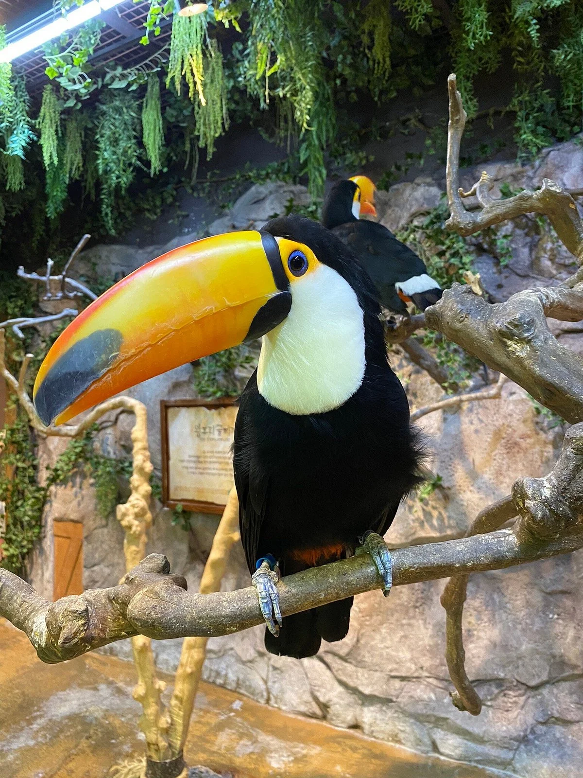 Zoolung Zoolung - Hanam