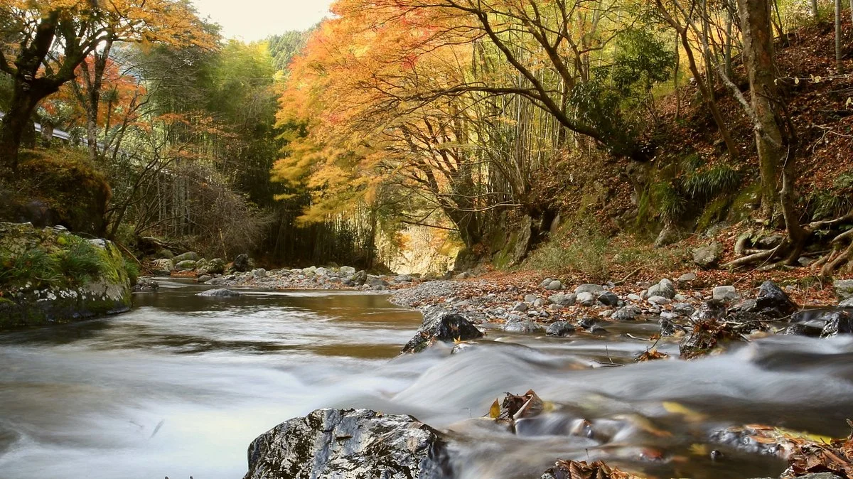 Kiryu River Headwater Forest