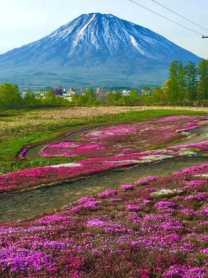 Mishima's Shibazakura Garden