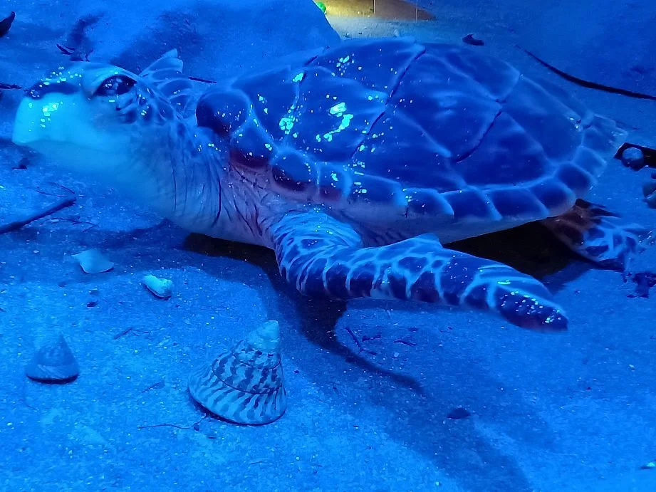 Padang Kemunting Turtle Management Centre