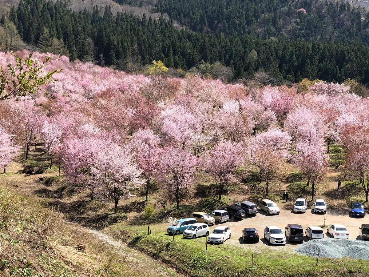 Sakura Pass